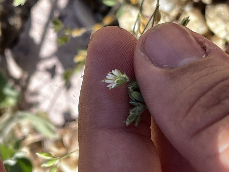 Drymaria glandulosa var. glandulosa photo 3