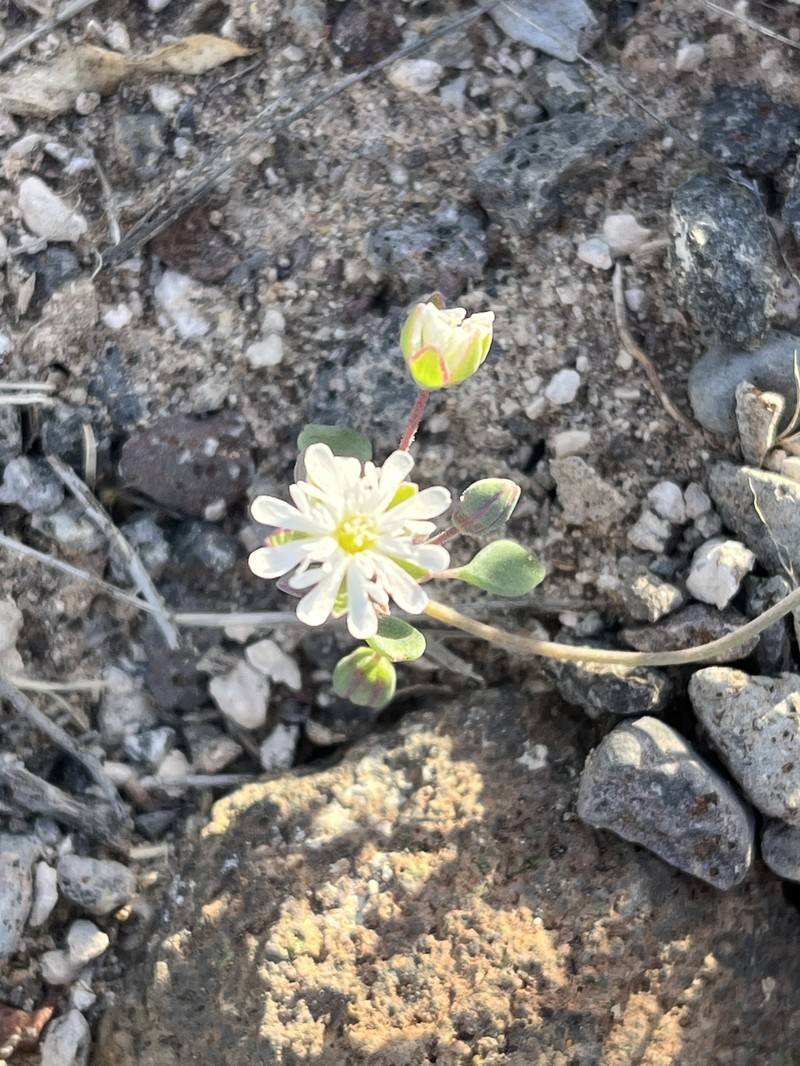 Drymaria holosteoides var. holosteoides