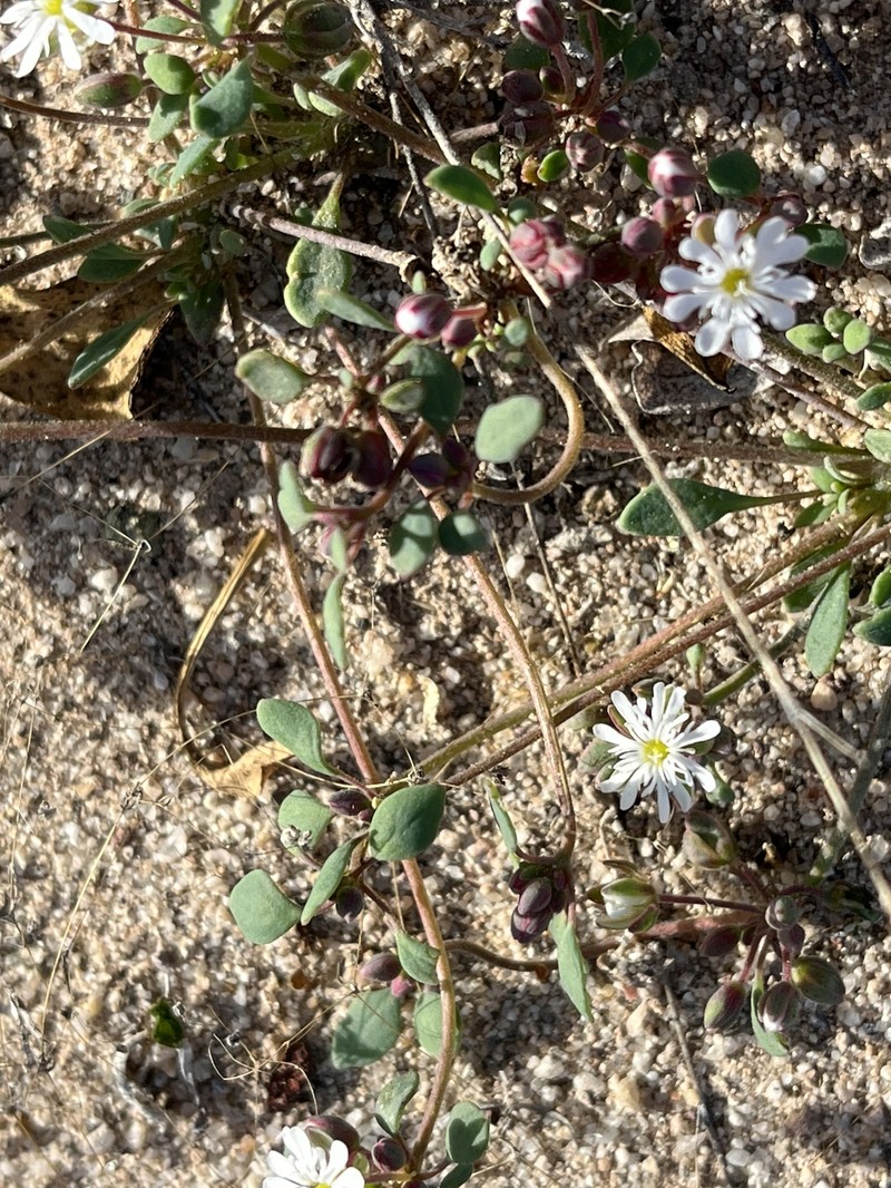 Drymaria holosteoides var. holosteoides photo 2