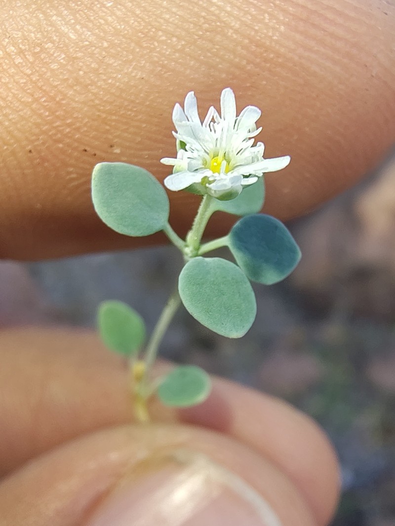 Drymaria holosteoides var. holosteoides photo 3