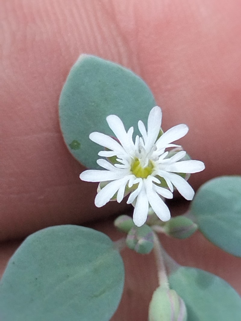 Drymaria holosteoides var. holosteoides photo 4