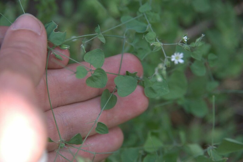 Trans-Pecos Drymary photo 2