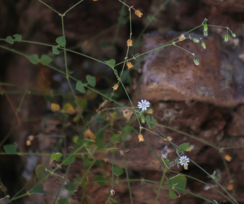 Trans-Pecos Drymary photo 3