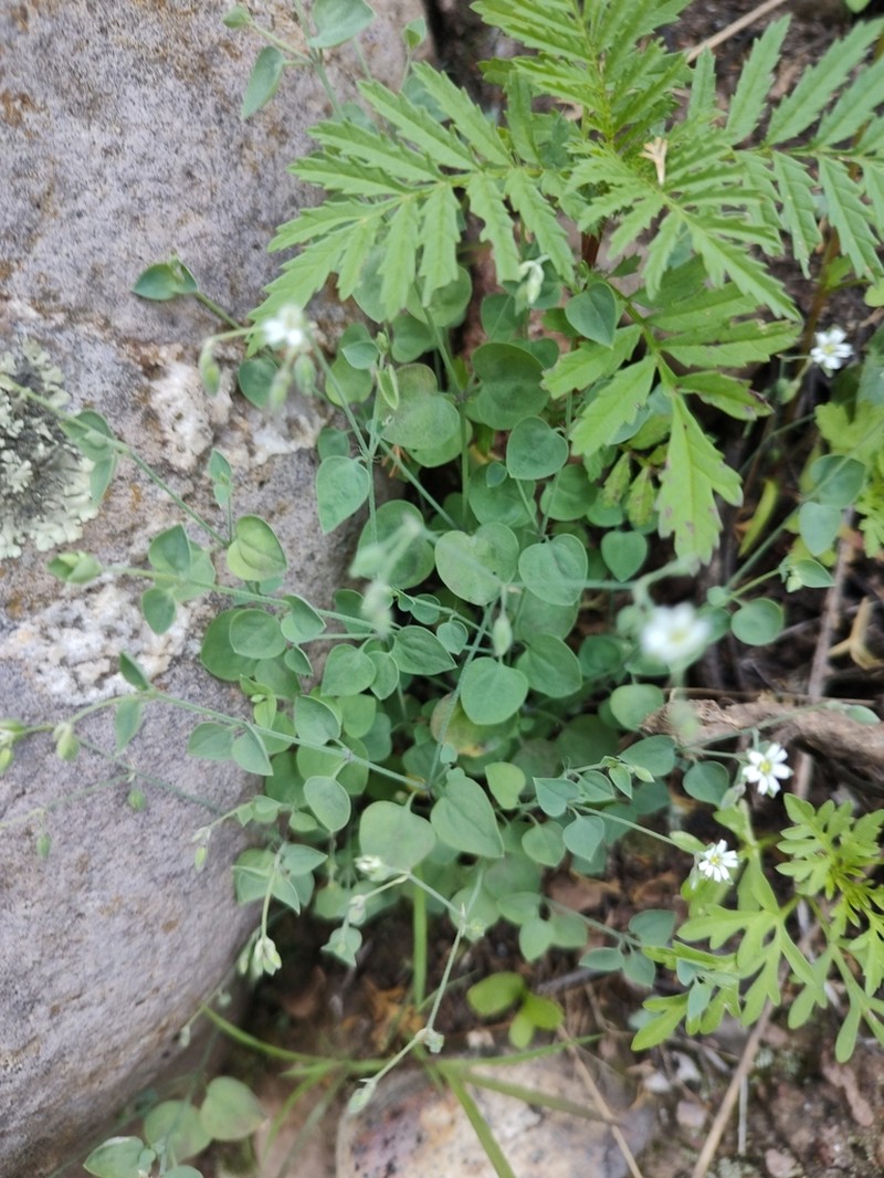 Trans-Pecos Drymary photo 5