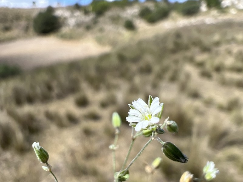 Trans-Pecos Drymary photo 6