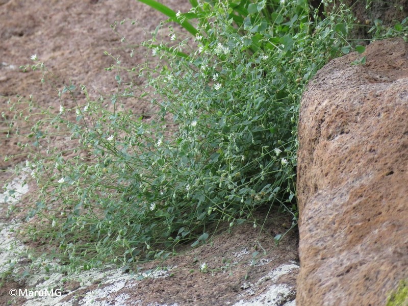 Trans-Pecos Drymary photo 7
