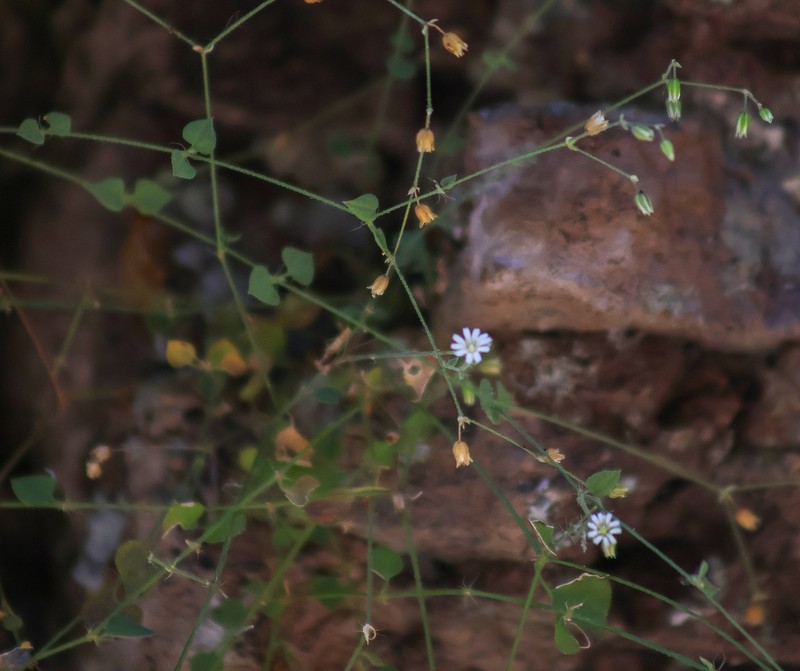 Trans-Pecos Drymary photo 8