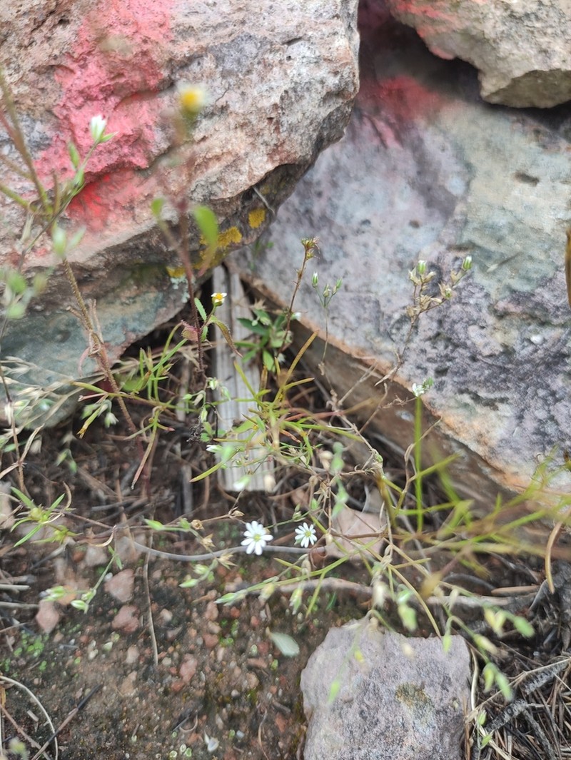 Canyon Drymary photo 6
