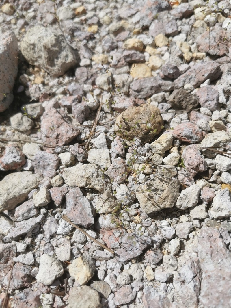Canyon Drymary photo 8