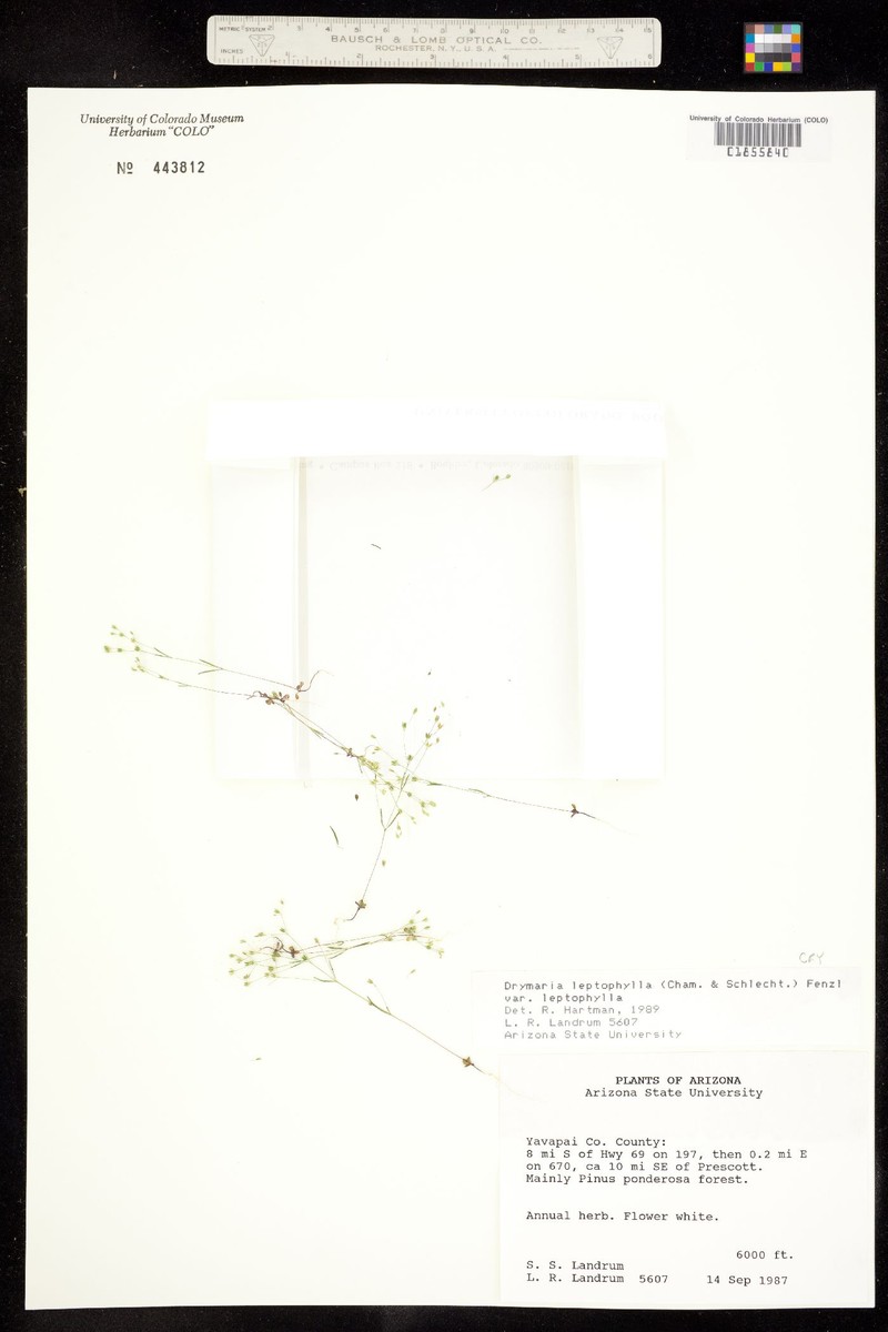 Drymaria leptophylla var. leptophylla photo 3