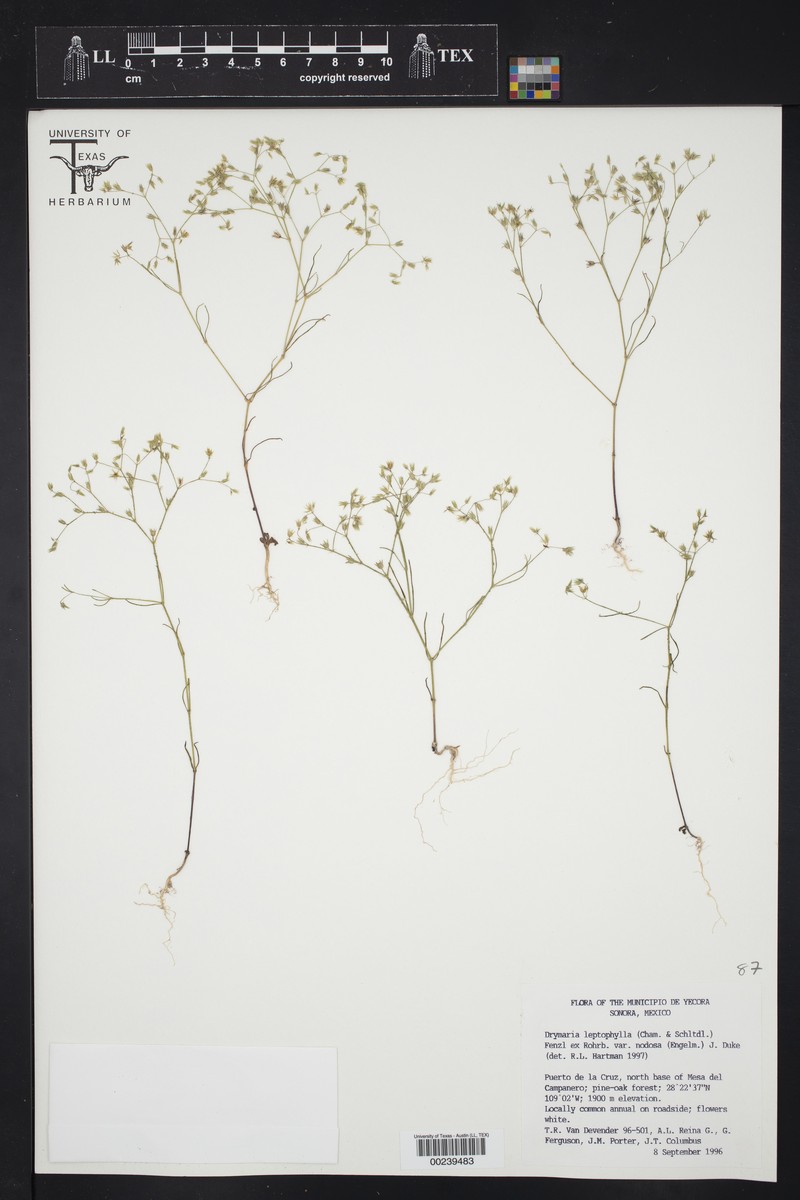 Drymaria leptophylla var. leptophylla