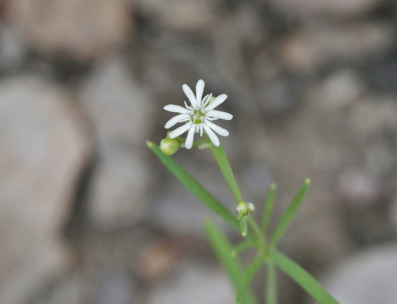Slimleaf Drymary