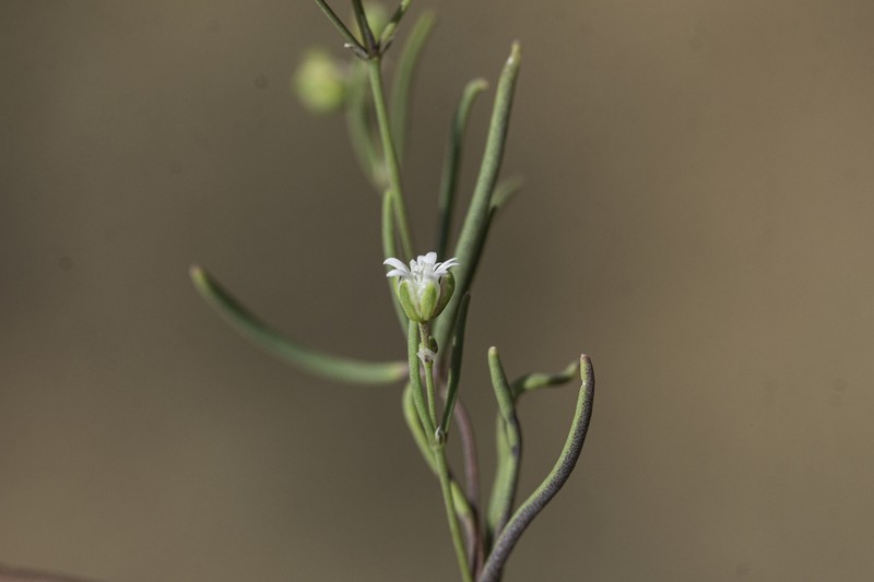 Slimleaf Drymary photo 5