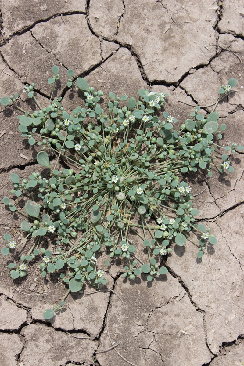 Thickleaf Drymary