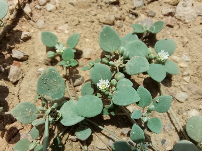 Thickleaf Drymary photo 2