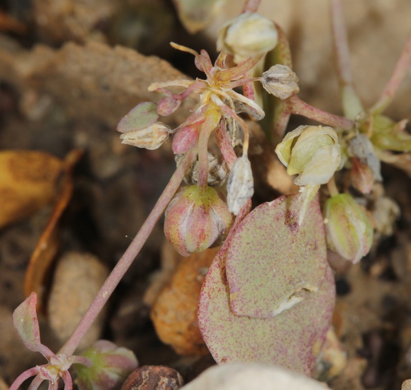 Thickleaf Drymary photo 5