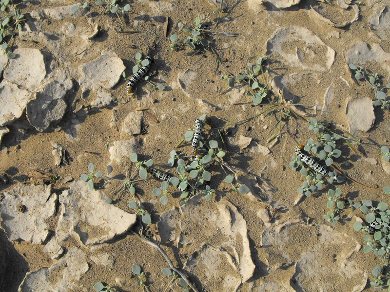 Thickleaf Drymary photo 6