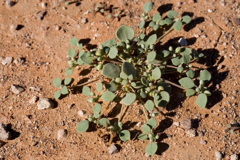 Thickleaf Drymary photo 7