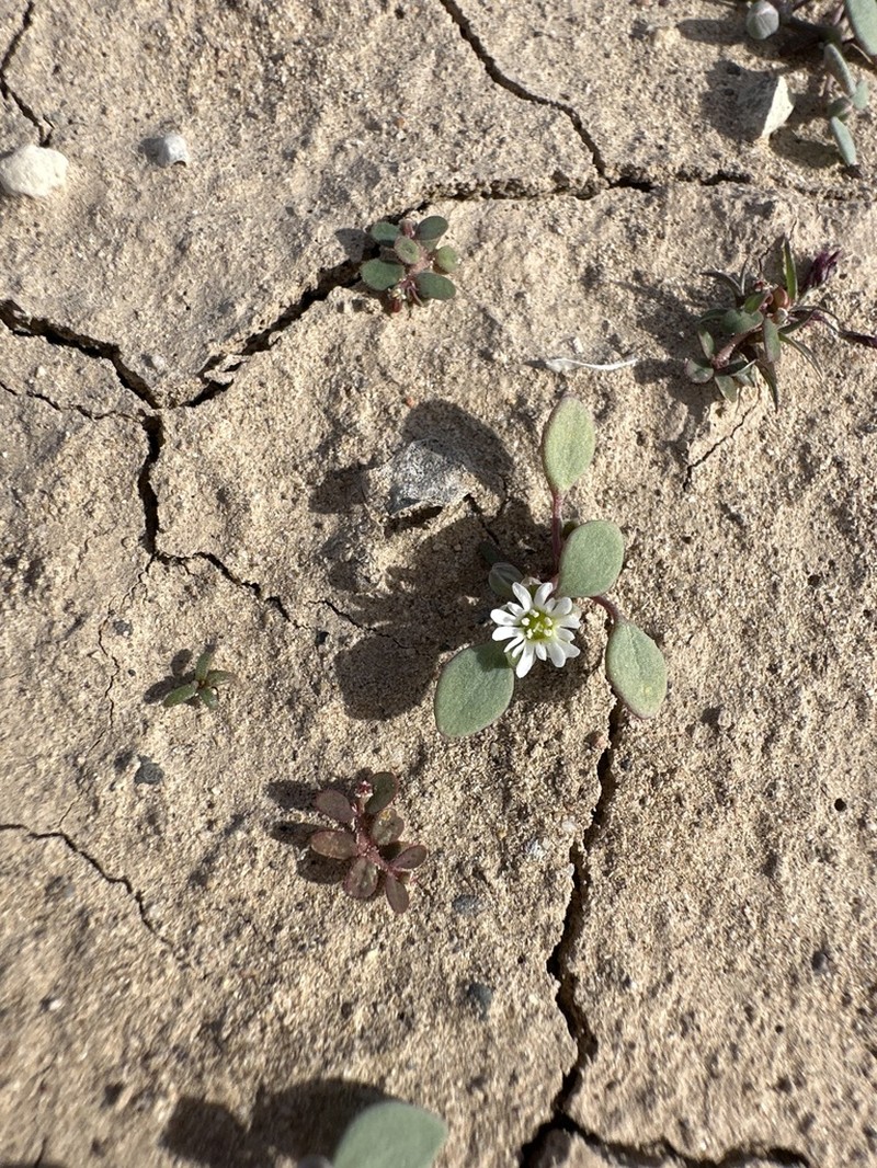 Thickleaf Drymary photo 8