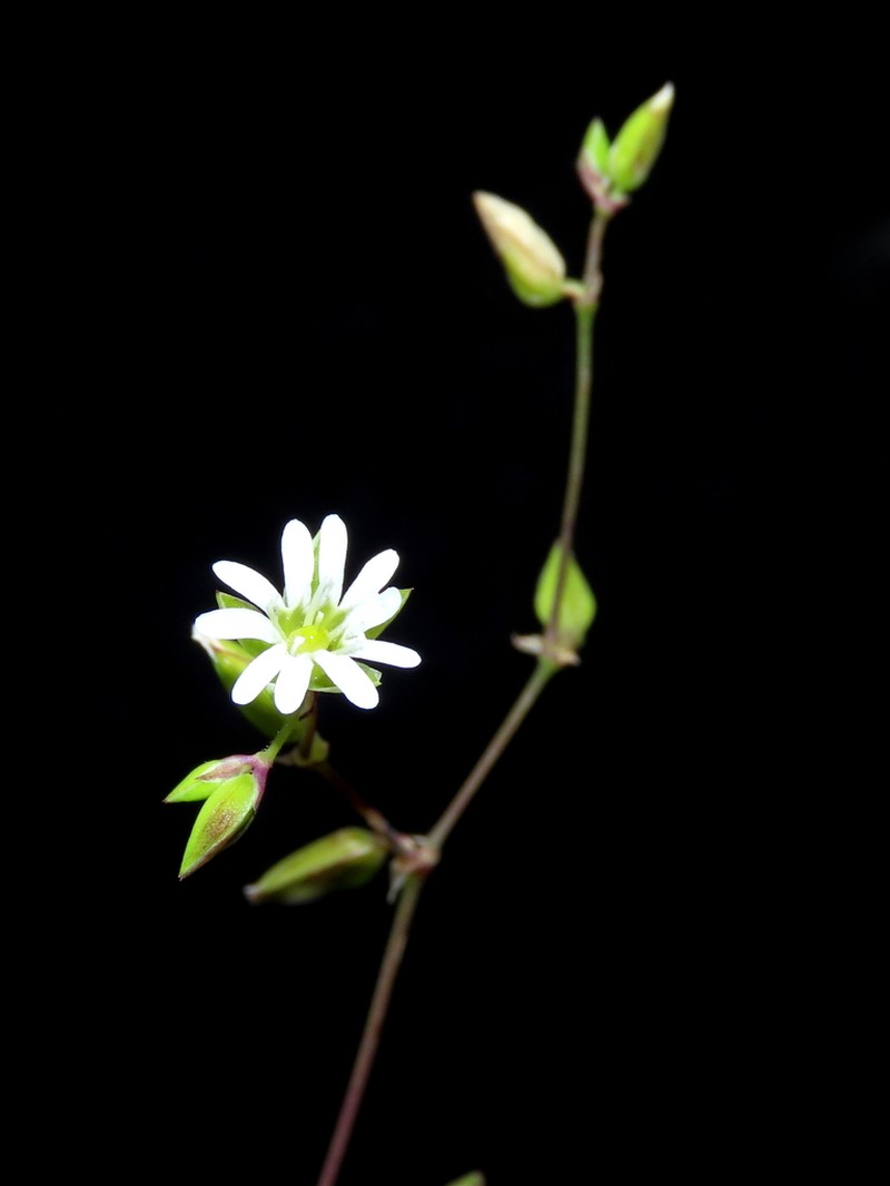 Drymaria veliziae photo 3
