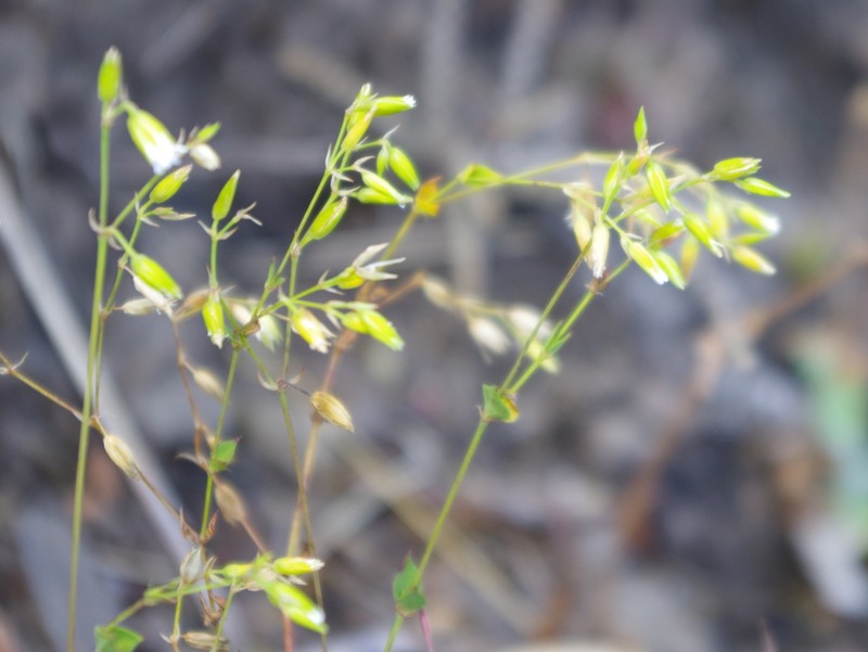 Drymaria veliziae photo 4