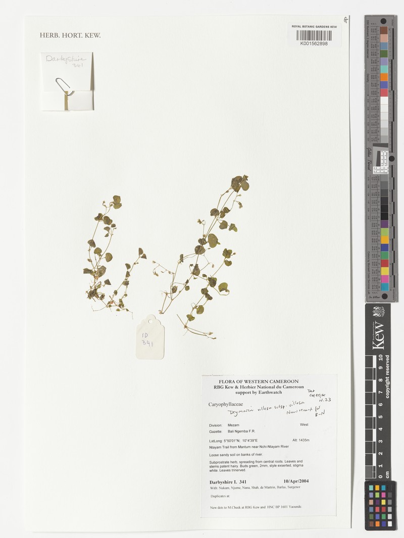 Drymaria villosa subsp. villosa
