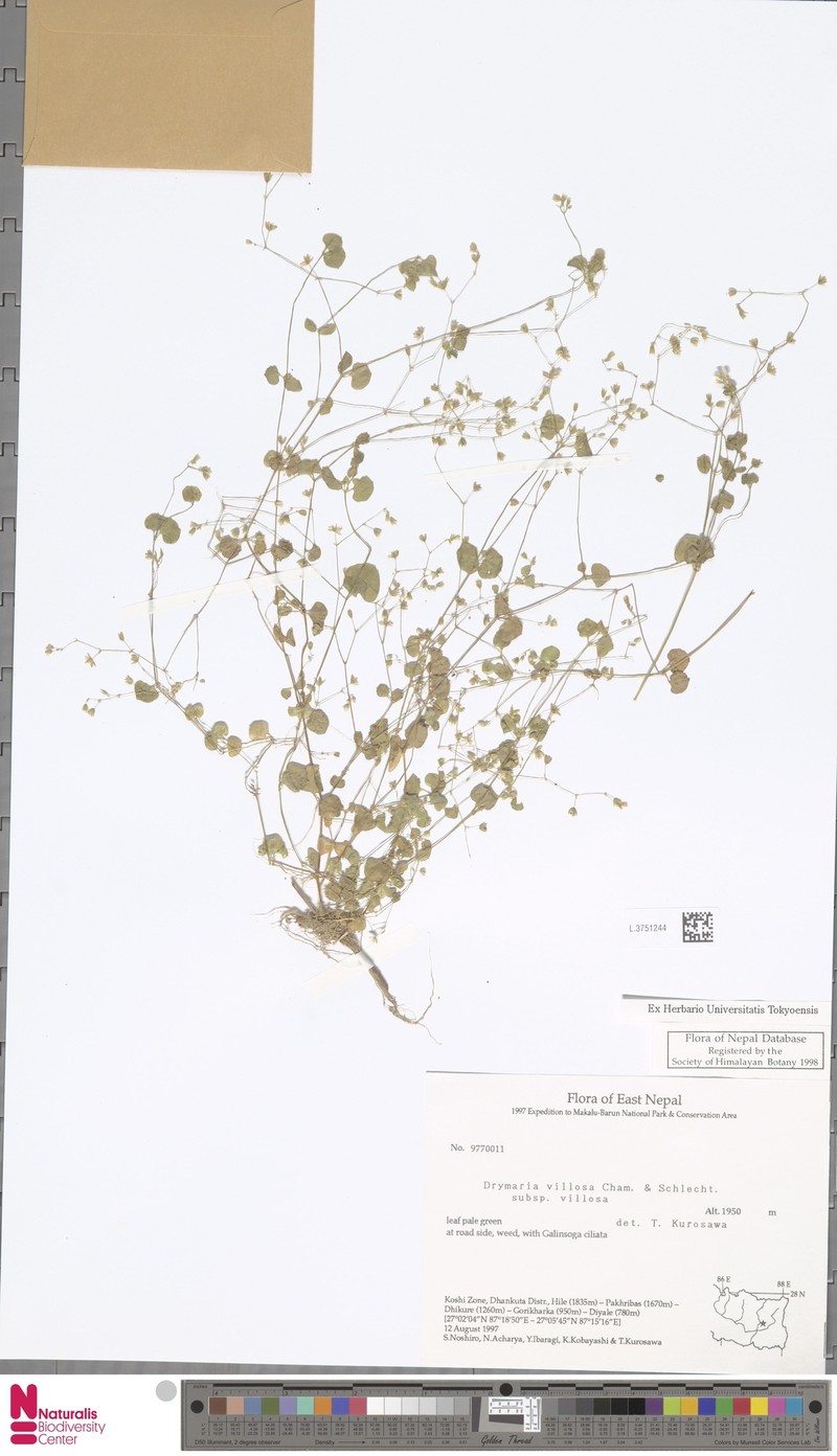 Drymaria villosa subsp. villosa photo 2