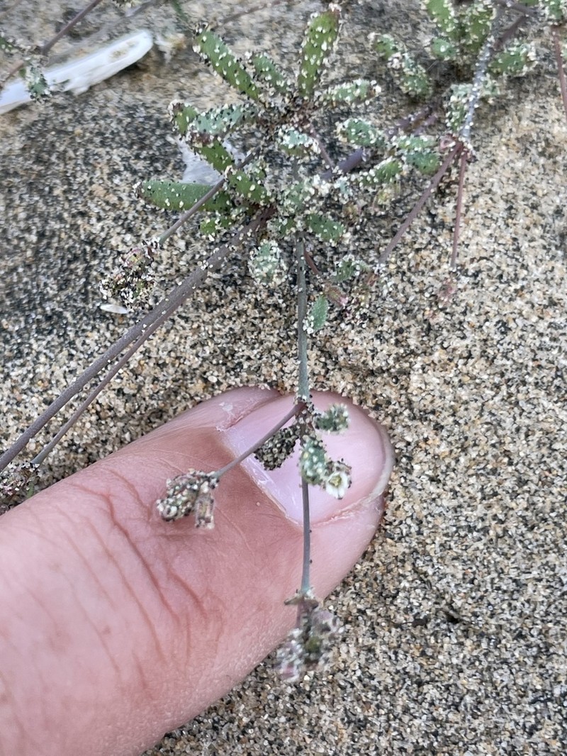 Sticky Drymary