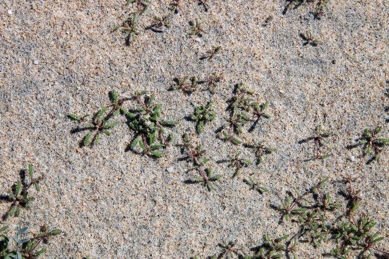 Sticky Drymary photo 4