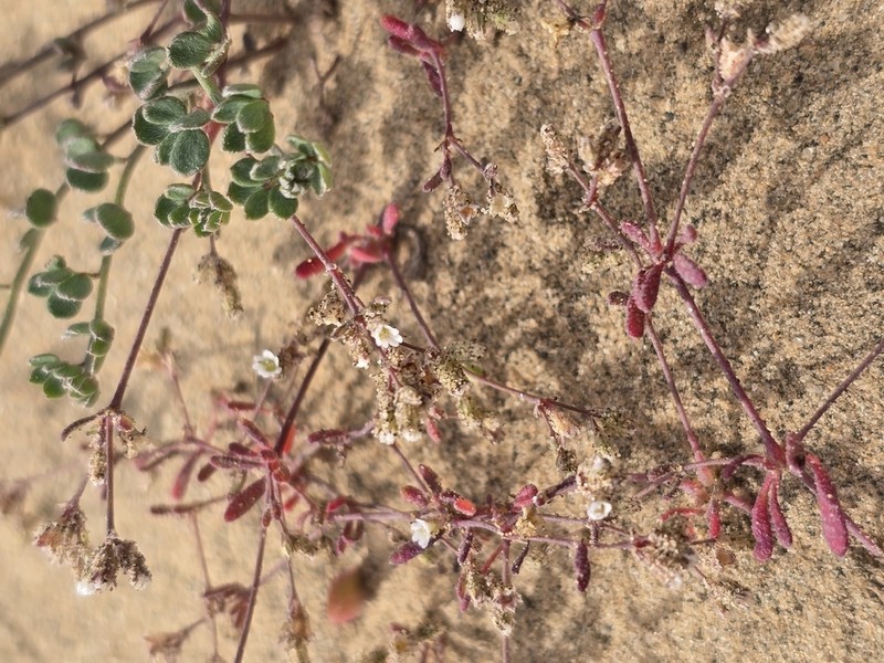 Sticky Drymary photo 5