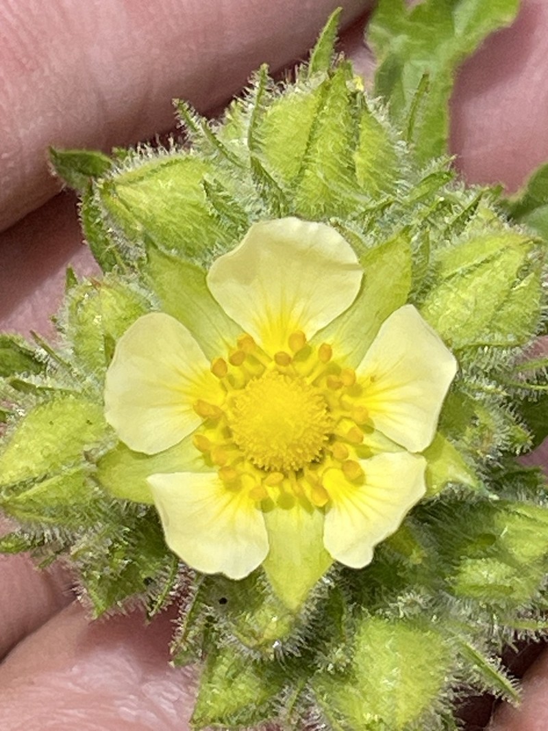 Tall Cinquefoil