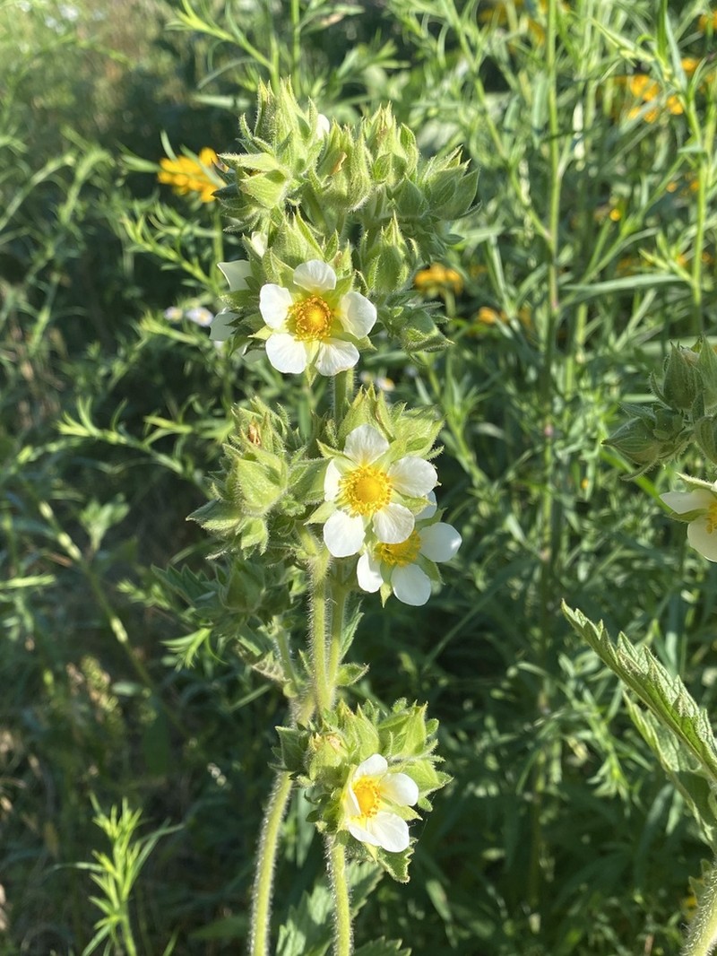 Tall Cinquefoil photo 2