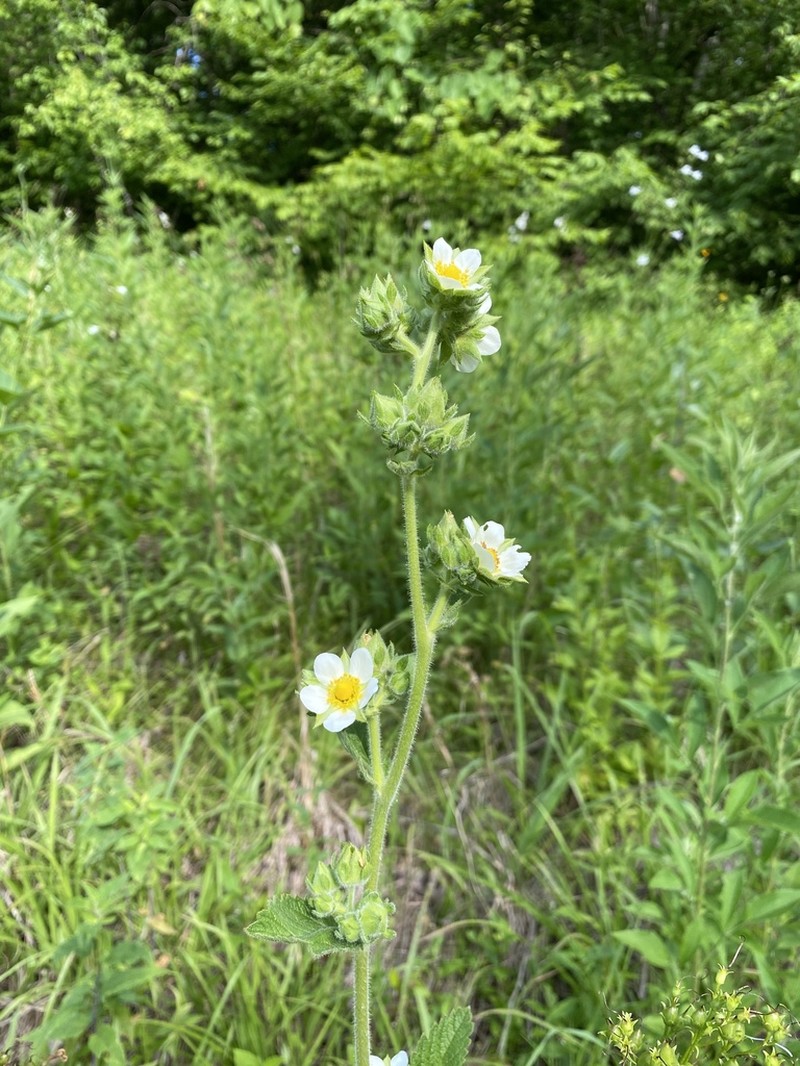 Tall Cinquefoil photo 3