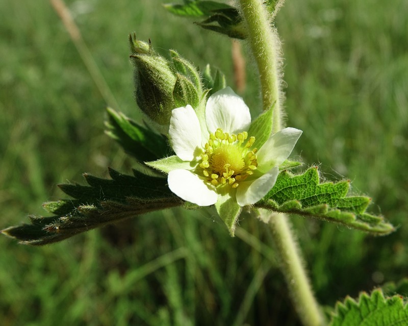 Tall Cinquefoil photo 4