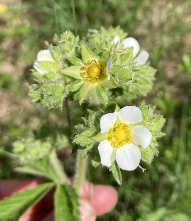 Tall Cinquefoil photo 5