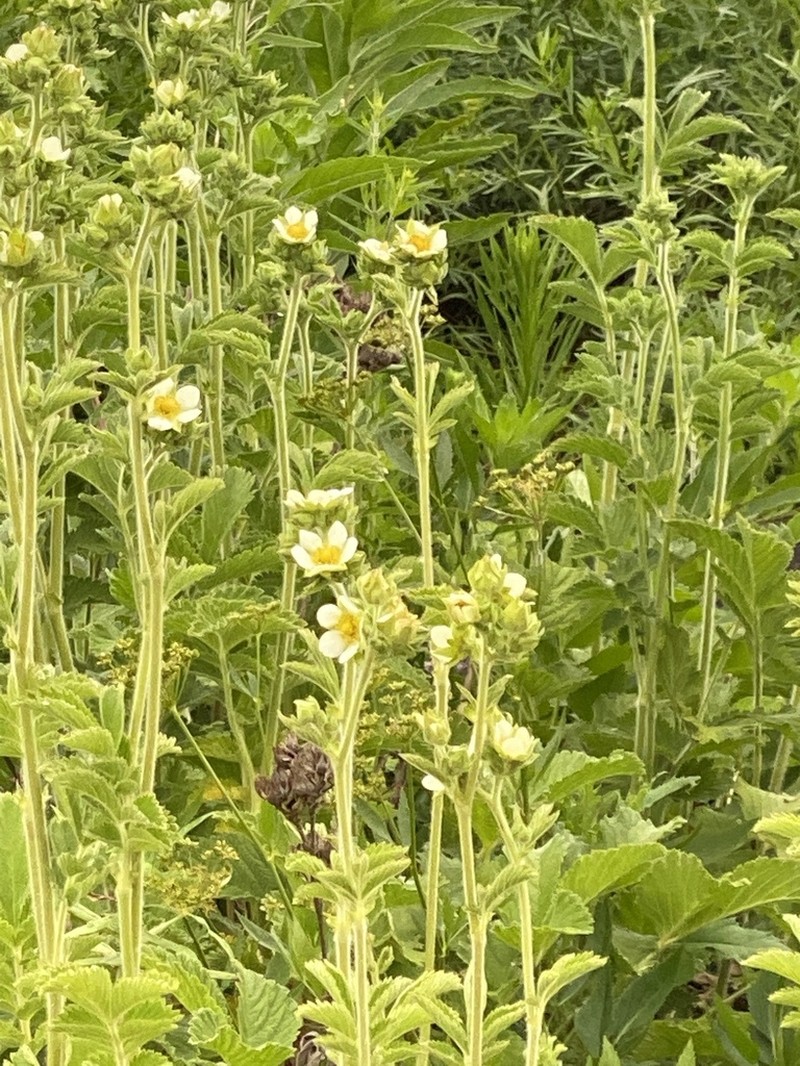 Tall Cinquefoil photo 6