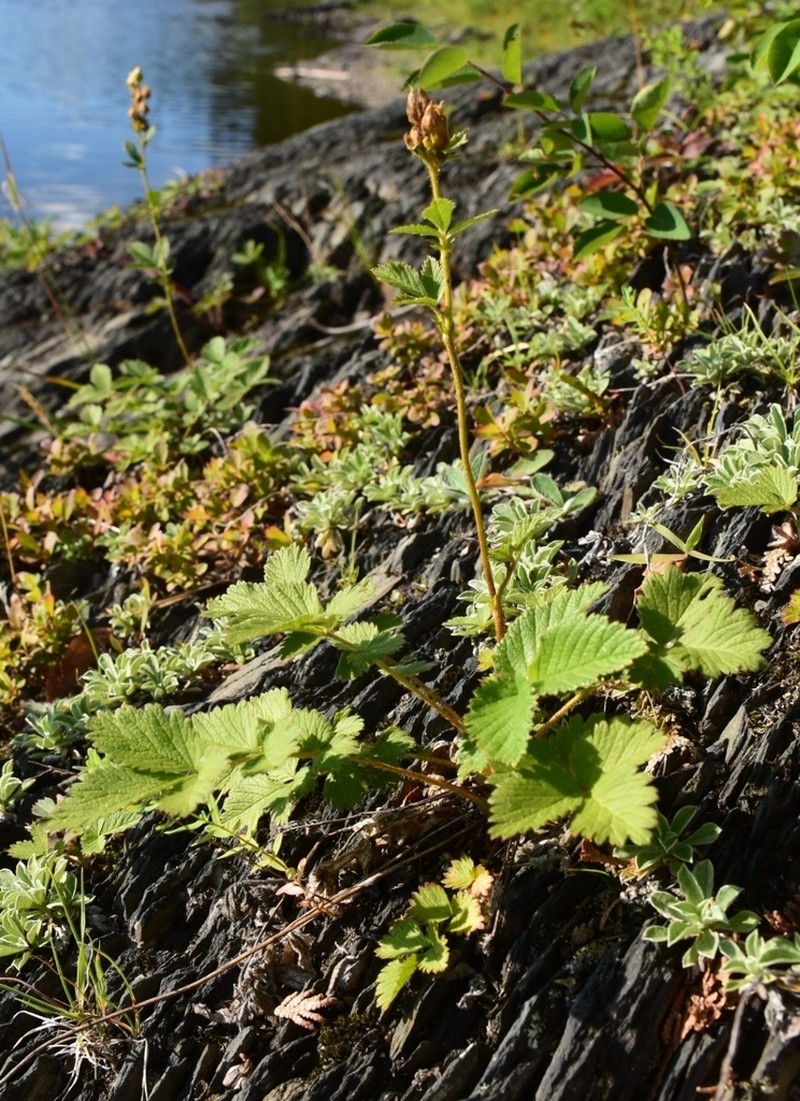 Tall Cinquefoil photo 7