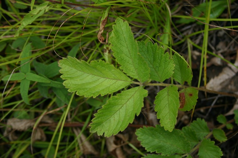 Tall Cinquefoil photo 8