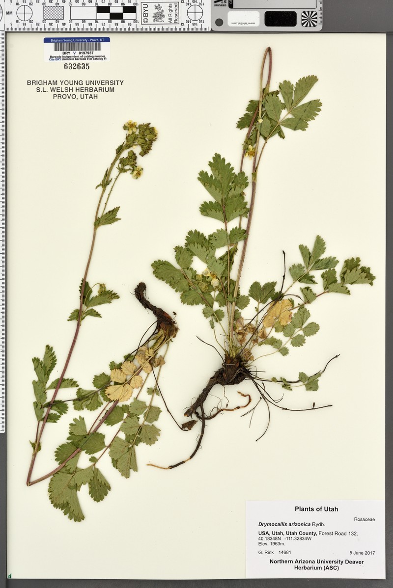 Drymocallis arizonica