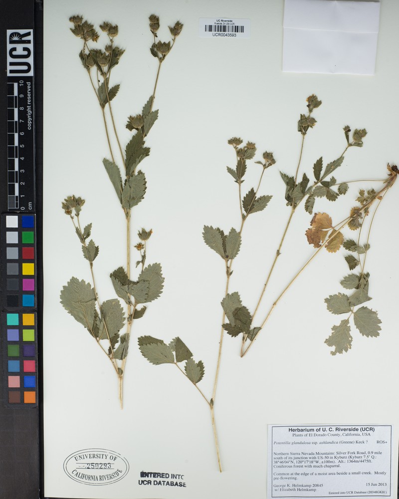 Drymocallis ashlandica