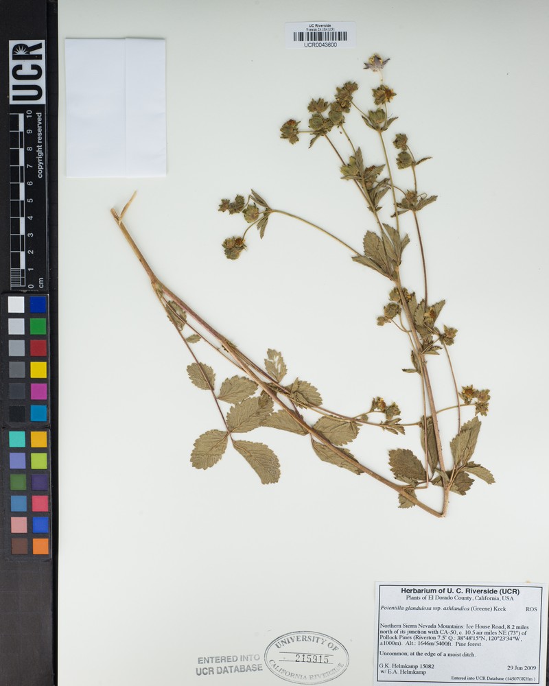 Drymocallis ashlandica photo 2