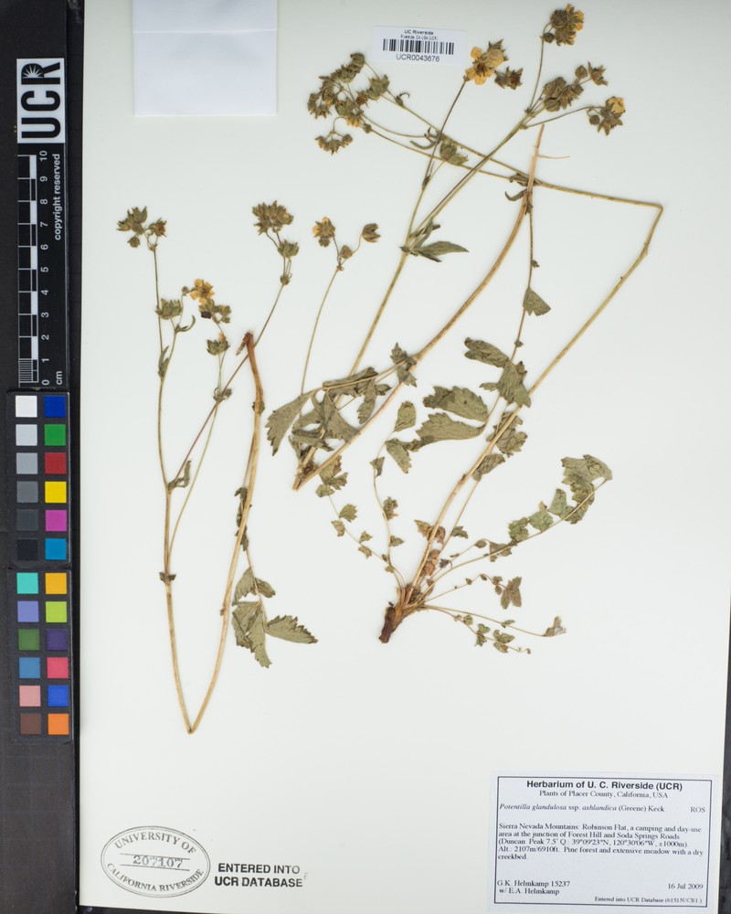 Drymocallis ashlandica photo 3