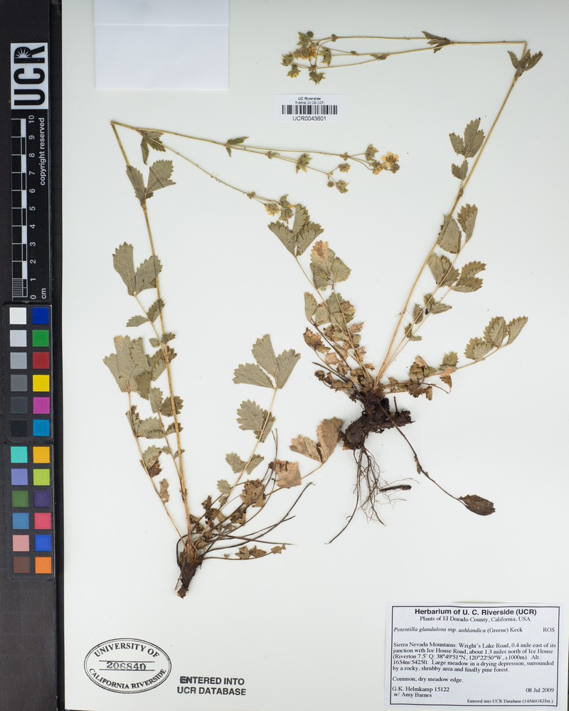 Drymocallis ashlandica photo 4