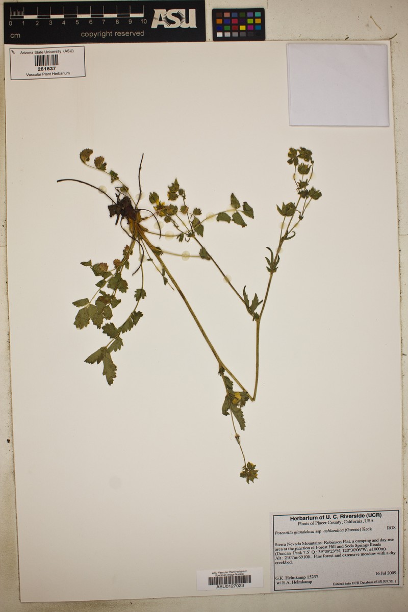 Drymocallis ashlandica photo 5