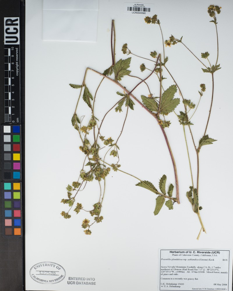 Drymocallis ashlandica photo 6