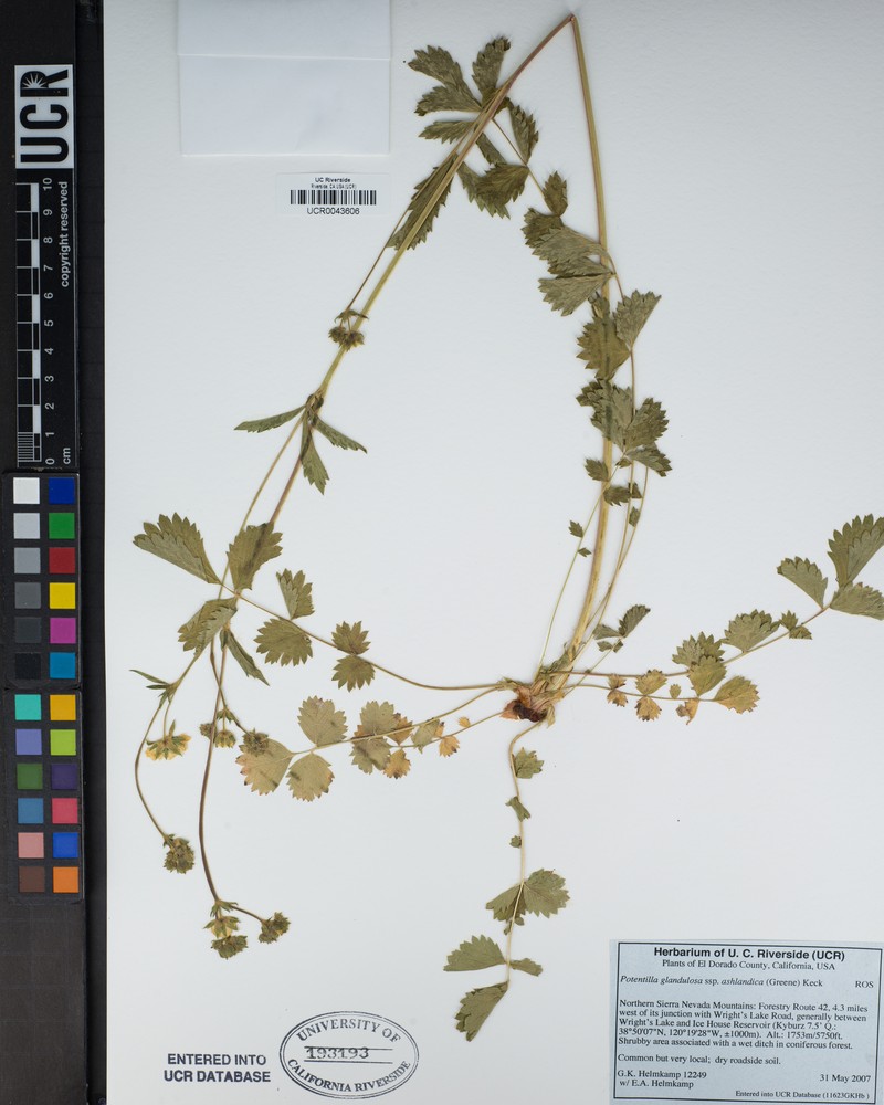 Drymocallis ashlandica photo 7