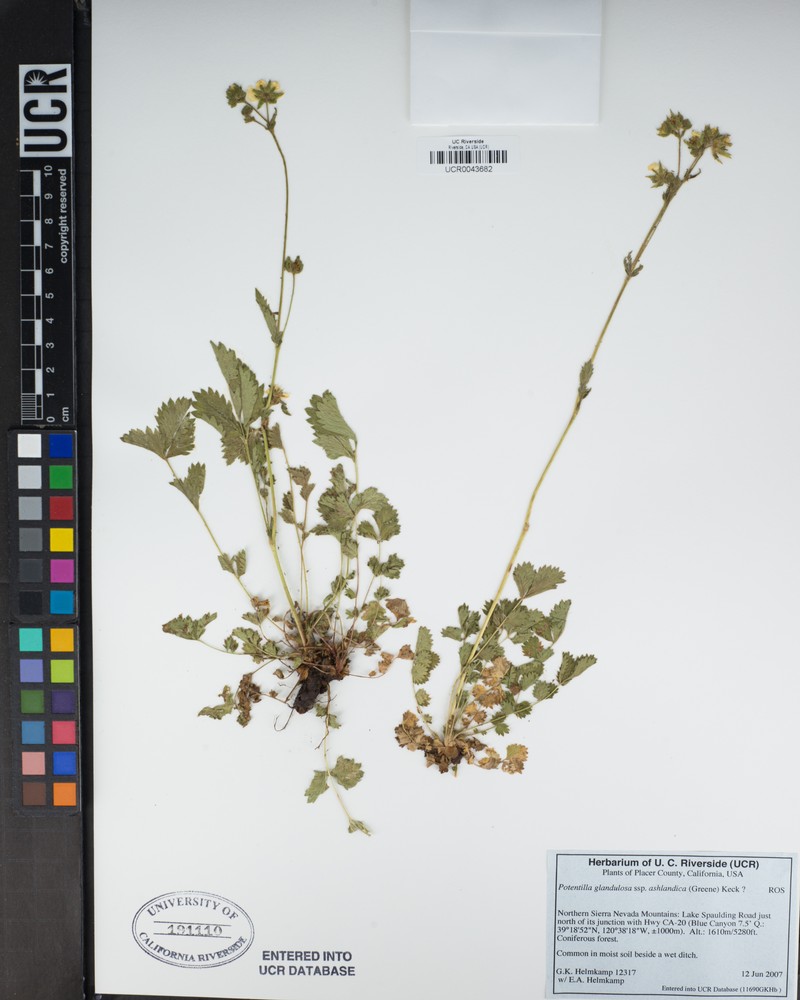 Drymocallis ashlandica photo 8