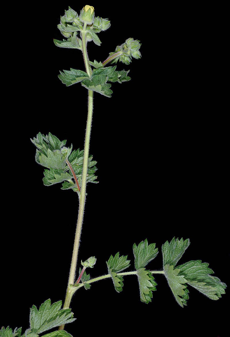 Drymocallis campanulata
