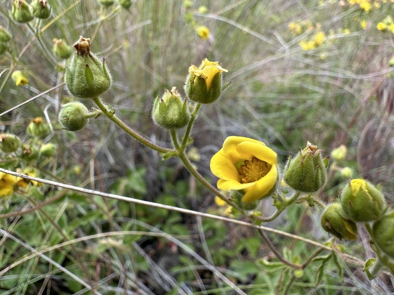 Drymocallis campanulata photo 2