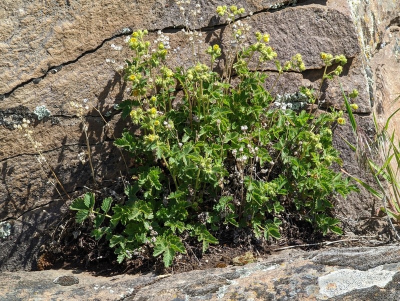 Drymocallis campanulata photo 4